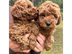 Poodle (Toy) Puppy for sale in Spartanburg, SC, USA