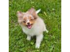 Pomeranian Puppy for sale in Lebanon, MO, USA