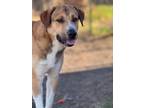 Adopt Mr. Elvis EM a Mastiff