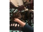 Adopt Maverick a Domestic Short Hair