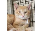 Adopt Sinnet a Tabby, Domestic Short Hair