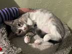 Adopt Baby Binxy - purrrecious! a Tabby