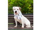 Adopt ACE a Pit Bull Terrier