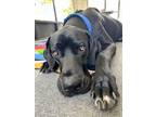 Adopt Moby a Great Dane