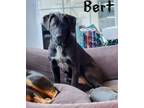 Adopt Bert a Boxer, Great Pyrenees
