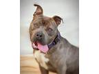 Adopt Lincoln a American Staffordshire Terrier, Pit Bull Terrier