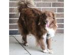 Adopt Bear a Australian Shepherd