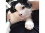 Adopt Van Gough a Tuxedo