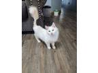 Adopt DRAKE a Domestic Long Hair, Siamese