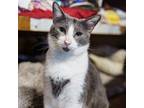 Adopt Bob a American Shorthair