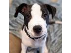 Adopt Bubba a Pit Bull Terrier, Terrier