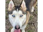 Adopt Sitka a Husky