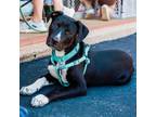 Adopt Crash Bandicot a Black Labrador Retriever, Pit Bull Terrier