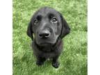 Adopt Bacchus a Black Labrador Retriever, Great Dane