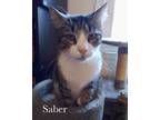 Adopt Atlas & Saber a Domestic Short Hair