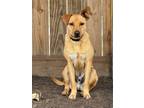 Adopt Jester a Carolina Dog, Rhodesian Ridgeback