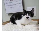 Adopt Desi (Lucy) a Domestic Short Hair