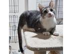 Adopt Haywood a Domestic Short Hair