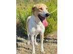 Adopt TOBY a Labrador Retriever, Hound