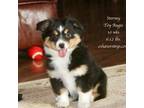 Pembroke Welsh Corgi Puppy for sale in Lind, WA, USA