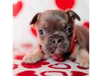 French Bulldog Puppy for sale in Blue Springs, MO, USA