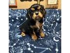 Cavalier King Charles Spaniel Puppy for sale in Weatherford, TX, USA