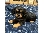 AKC Black & Tan Girl