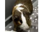 Adopt Pepe *bonded With Ricky Scotty* a Guinea Pig