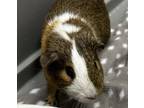 Adopt Pepe * Bonded With Ricky And Scotty * a Guinea Pig