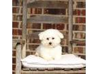 Bichon Frise Puppy for sale in Scurry, TX, USA