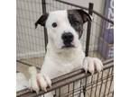 Adopt Louie a Pit Bull Terrier