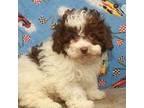 Poodle (Toy) Puppy for sale in Shawnee, OK, USA