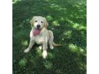 Golden Retriever Puppy for sale in Mechanicsville, MD, USA