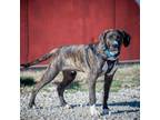 Adopt Fred a Great Dane, Anatolian Shepherd