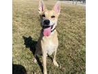 Adopt Floss a Shiba Inu, Cattle Dog