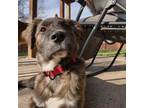 Adopt Dino a Anatolian Shepherd, Mixed Breed