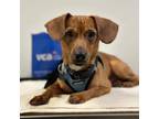 Adopt Corndog a Dachshund