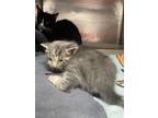 Adopt 55260034 a Domestic Short Hair