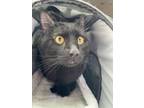 Adopt 55260412 a Domestic Short Hair