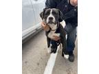 Adopt Little Hades a Pit Bull Terrier, Mixed Breed