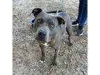 Adopt Jerome* a Pit Bull Terrier, Mixed Breed