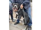 Adopt Hades a Pit Bull Terrier, Mixed Breed