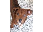 Adopt LITTLE RED - in NY & Ready for a Meet & Greet a Spaniel, Dachshund
