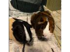 Adopt Wonka and Macey a Guinea Pig
