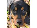 Adopt Memphis a Black and Tan Coonhound