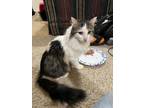 Adopt Jagger a Domestic Long Hair