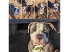 Adopt Tbone a Pit Bull Terrier, Staffordshire Bull Terrier