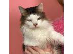 Adopt Bernard a Domestic Long Hair