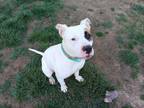 Adopt Tyke a Pit Bull Terrier