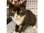 Adopt Bongo a American Shorthair, Domestic Short Hair